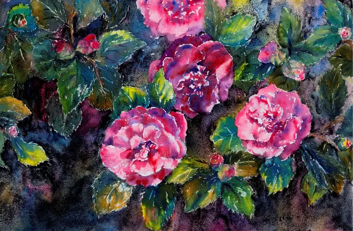 Original watercolour painting of several pink camellias and leaves.