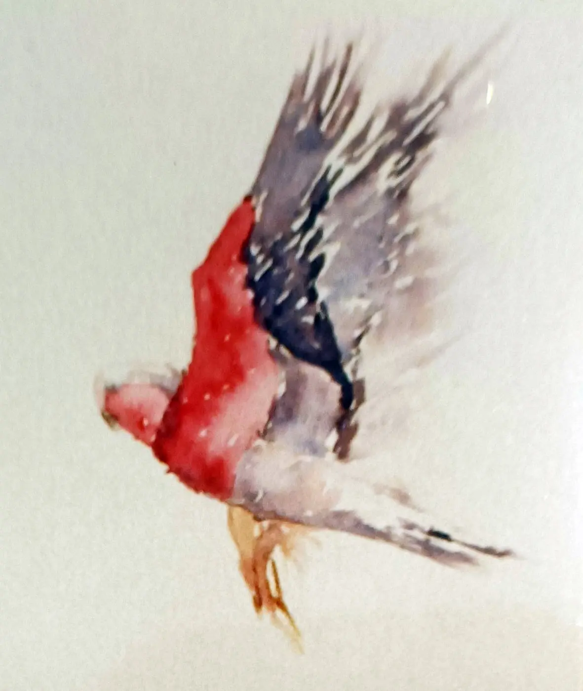 Galah in flight Galah in flight