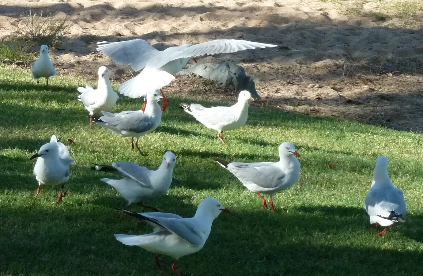 Seagulls on grass