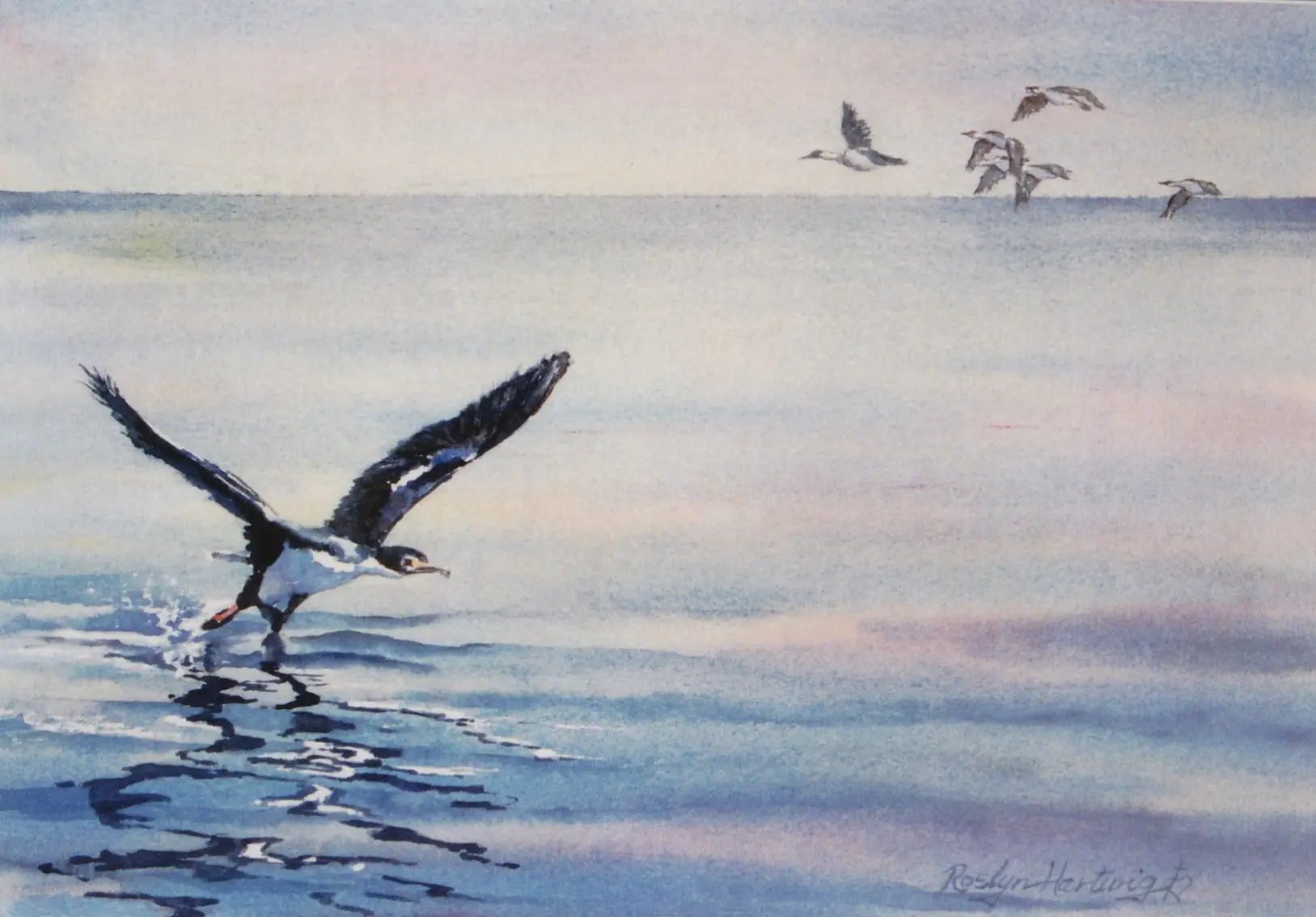 Birds on water Birds on water