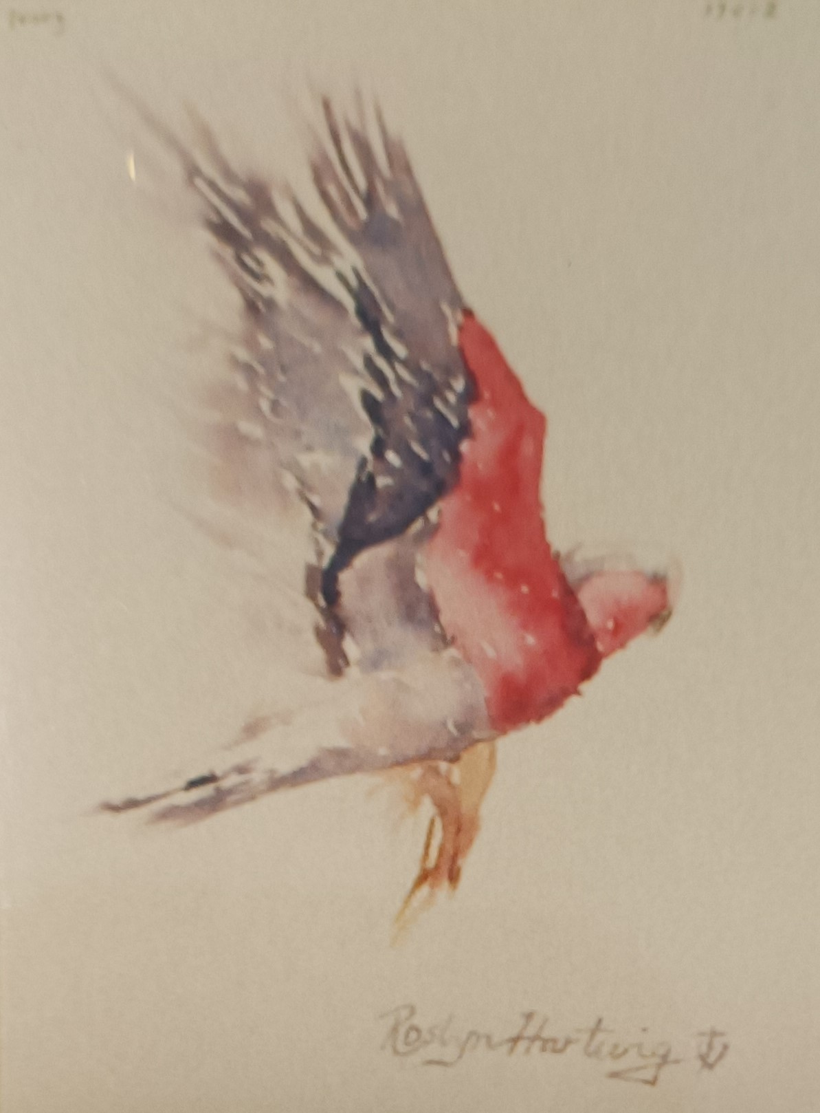 Galah in flight Galah in flight