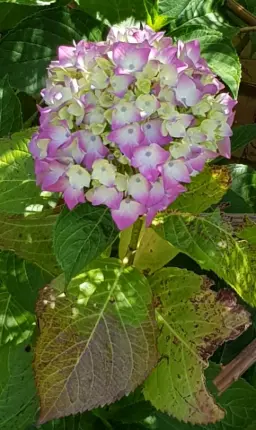 white & violet hydrangea
