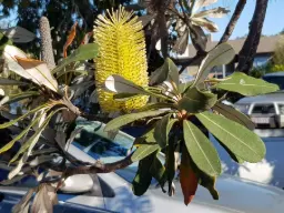 yellow banksia flower