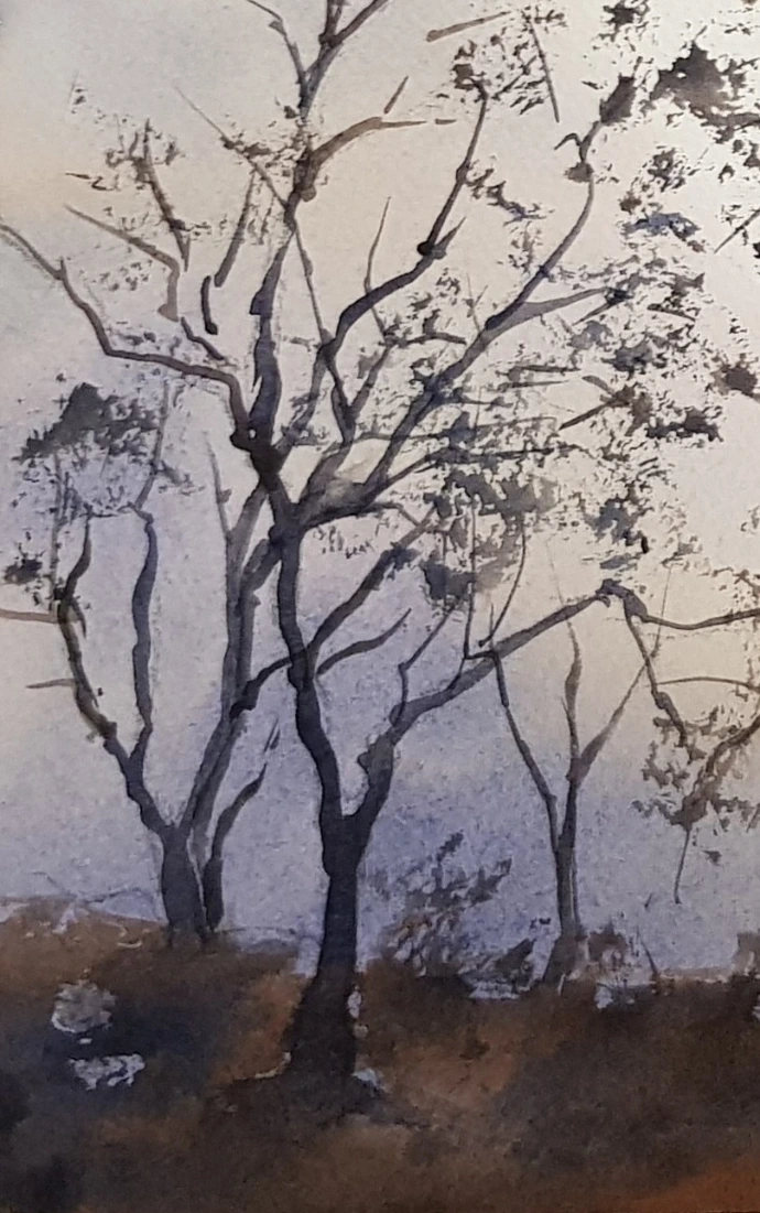 shadowy gum trees watercolour painting
