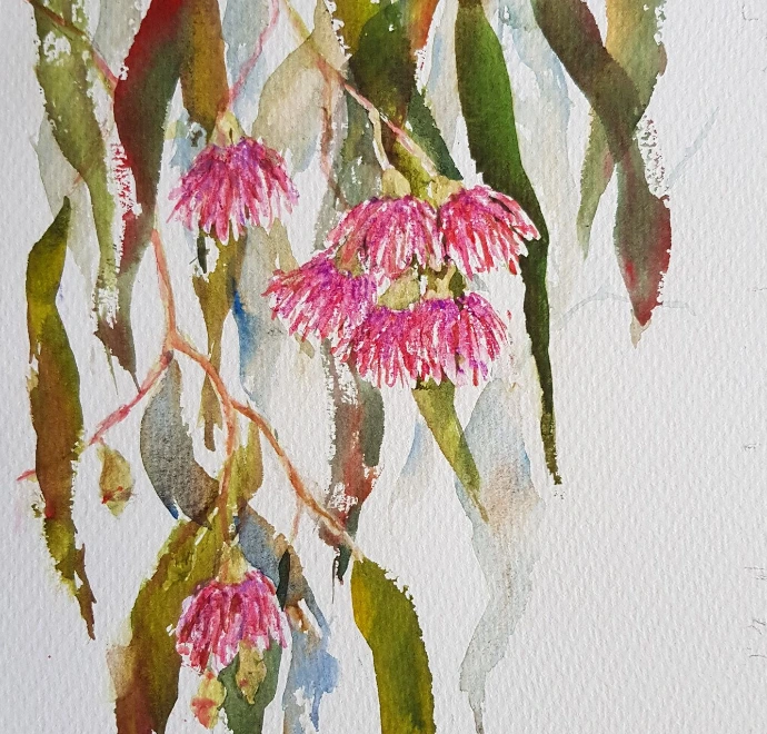 gum-nuts in bloom watercolour painting