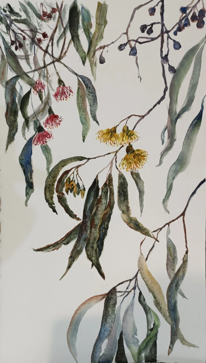 gum leaves watercolour painting 3