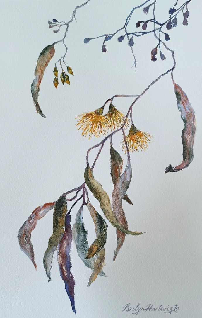 gum leaves watercolour painting 2