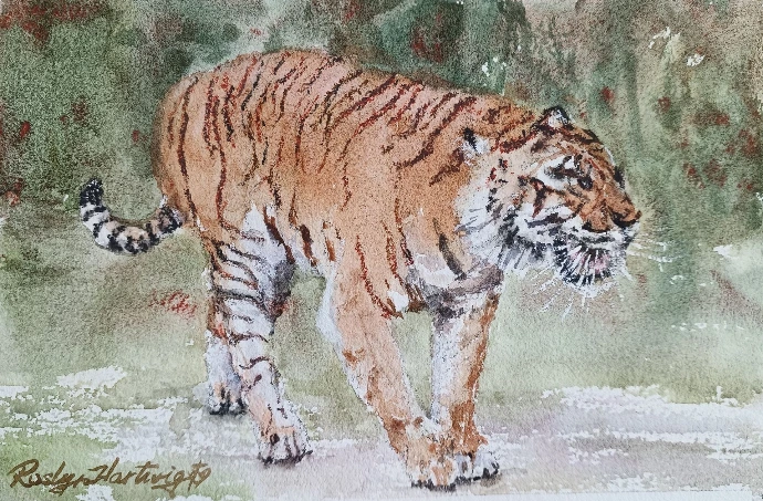 watercolor of tiger walking