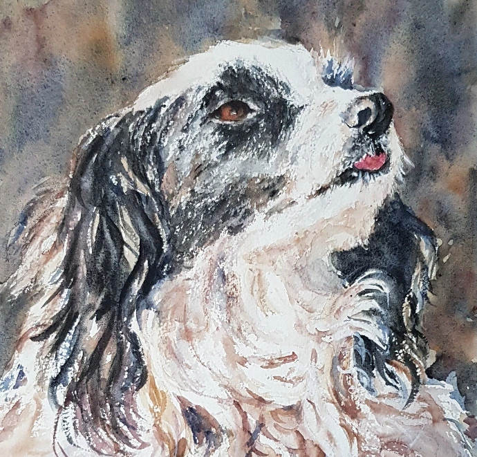 black and white fluffy spaniel watercolour painitng