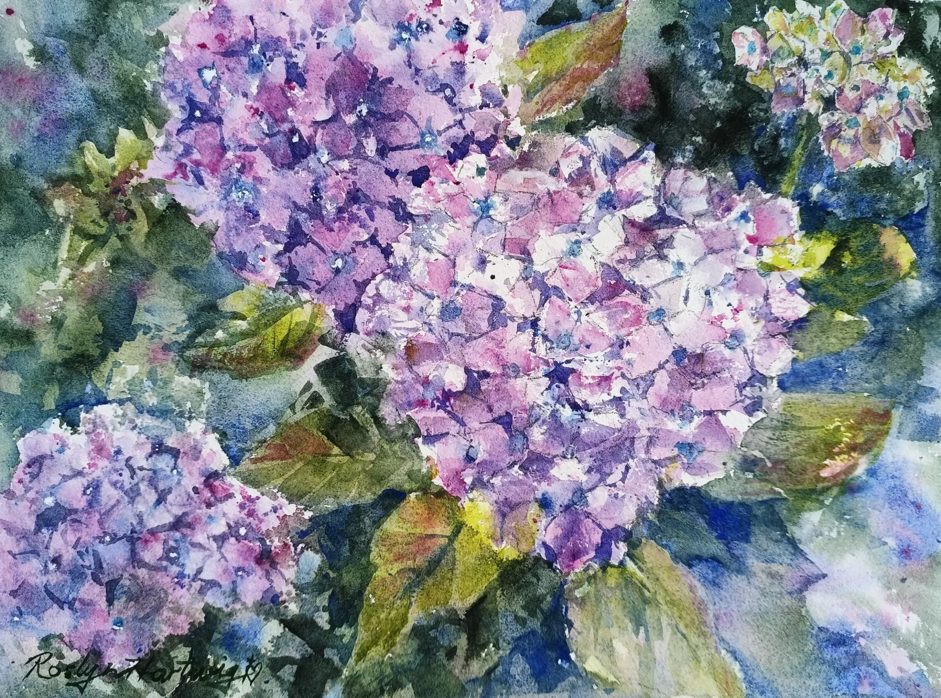 A Chorus of Hydrangea
