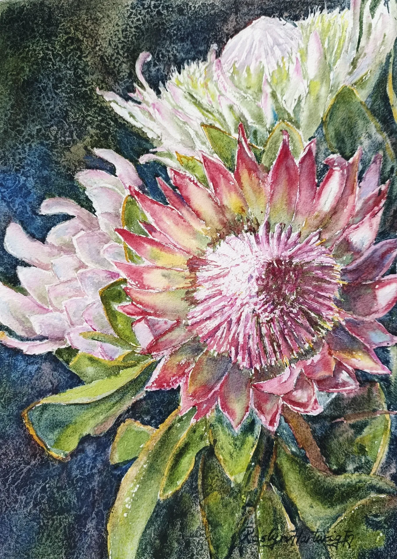 White Echoes behind Protea Flare