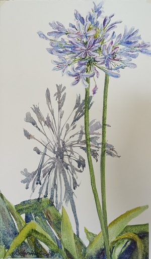 [SKU 221251W] Agapanthus