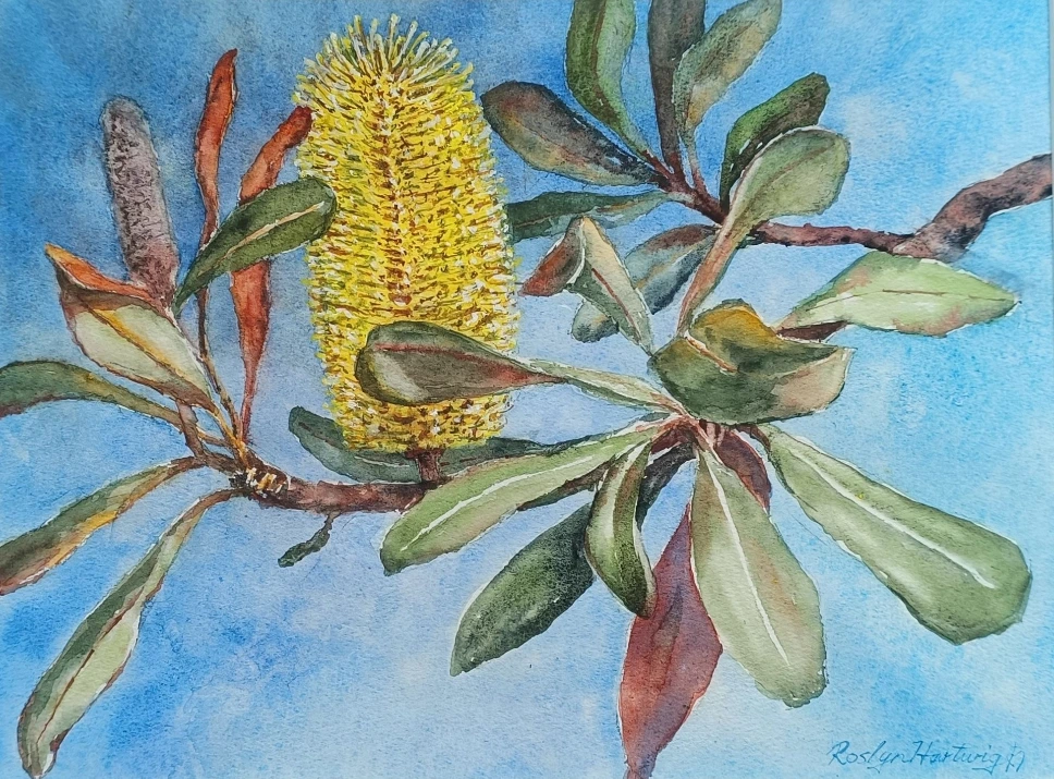 Skyward Banksia