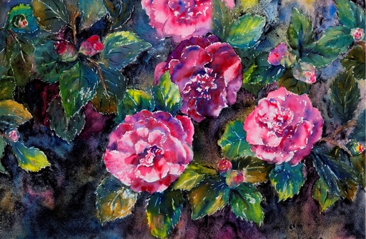 Camellias