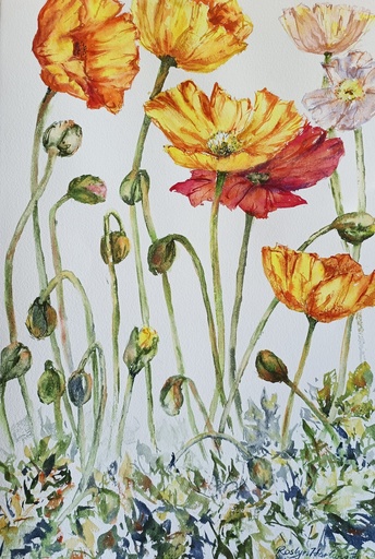 [SKU 230509W] Poppies